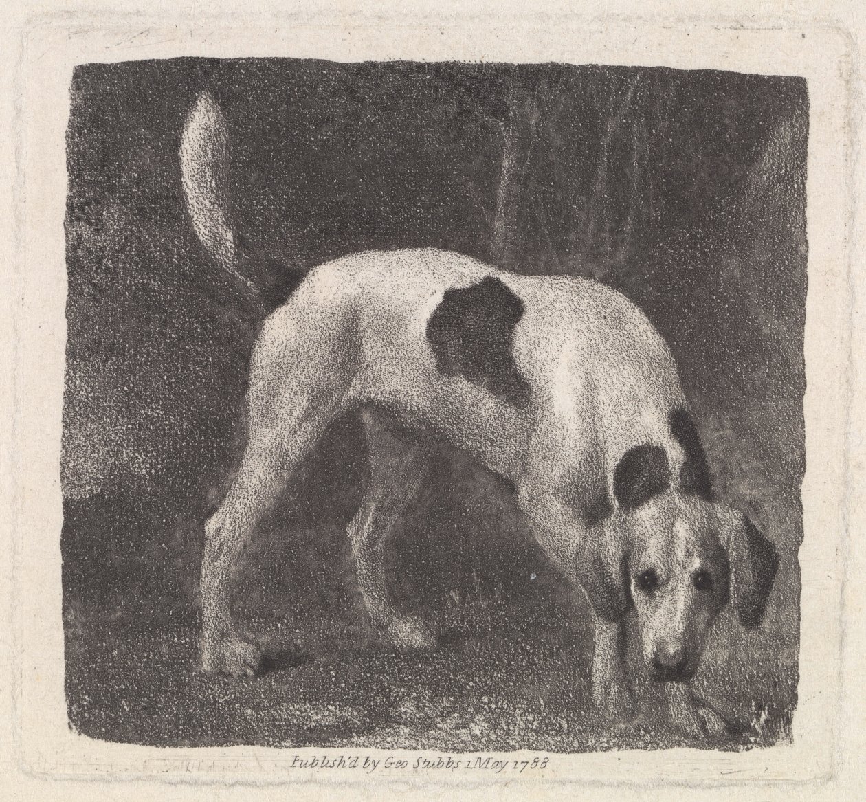 Perro (Un Sabueso en el Rastro) grabado por el artista, pub. 1788 de George Stubbs