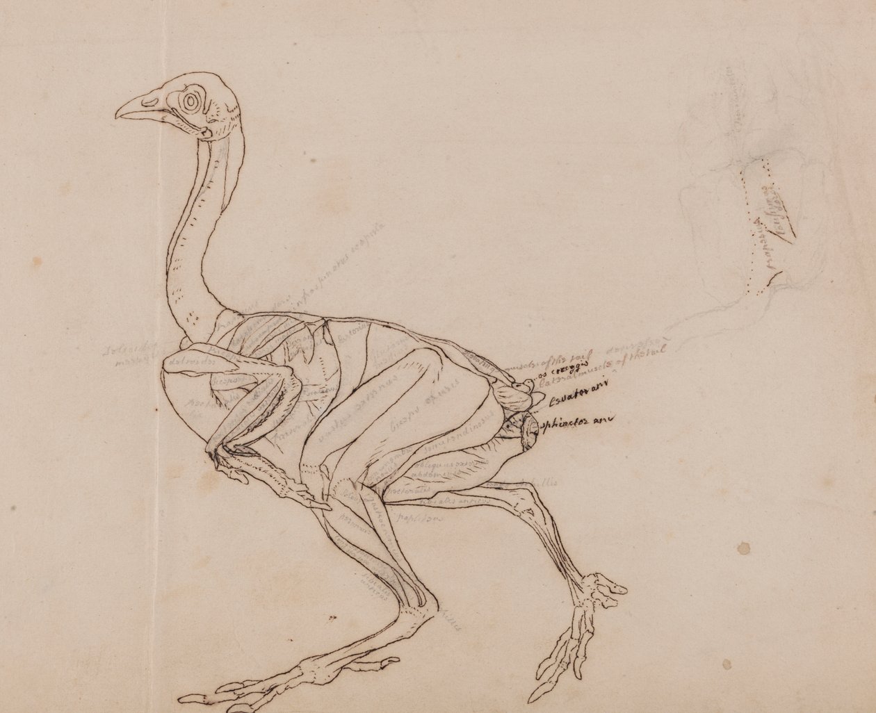 Dorking Hen Body, Lateral View (Dibujo del contorno de los músculos) de George Stubbs