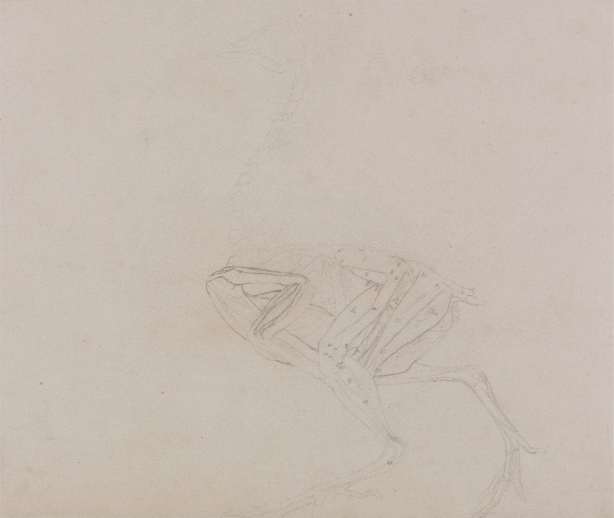 Dorking Hen Body, Lateral View (Estudio de los músculos del cuerpo y las extremidades en una fase posterior de la disección) de George Stubbs