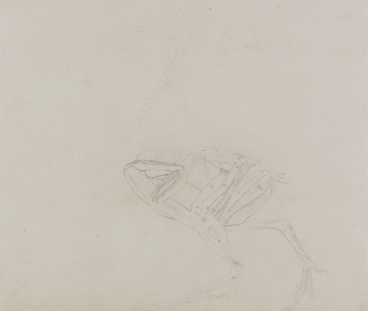Cuerpo de gallina Dorking, vista lateral, de Una exposición anatómica comparativa de la estructura del cuerpo humano con la de un tigre y un ave común, 1795-1806 de George Stubbs