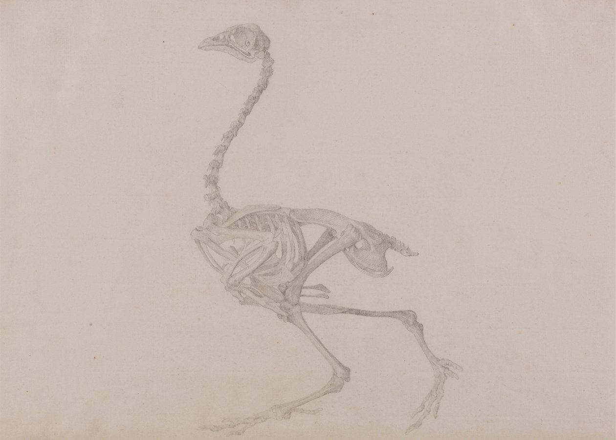 Esqueleto de gallina de Dorking, vista lateral (estudio terminado para un cuadro inédito) de George Stubbs