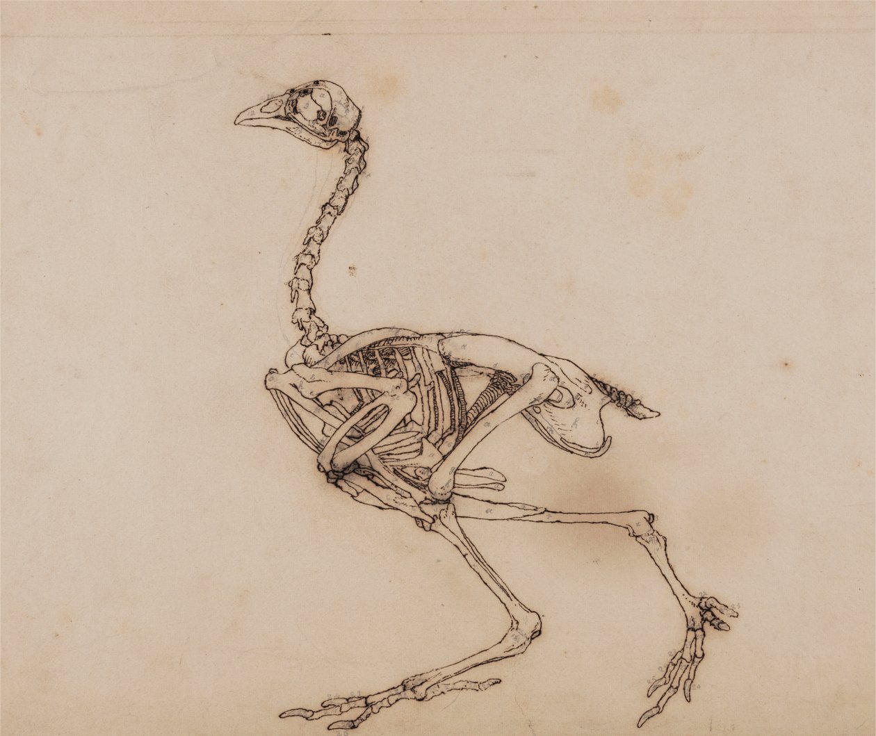 Esqueleto de gallina de Dorking, vista lateral (probablemente preparado para un ratio inédito) de George Stubbs