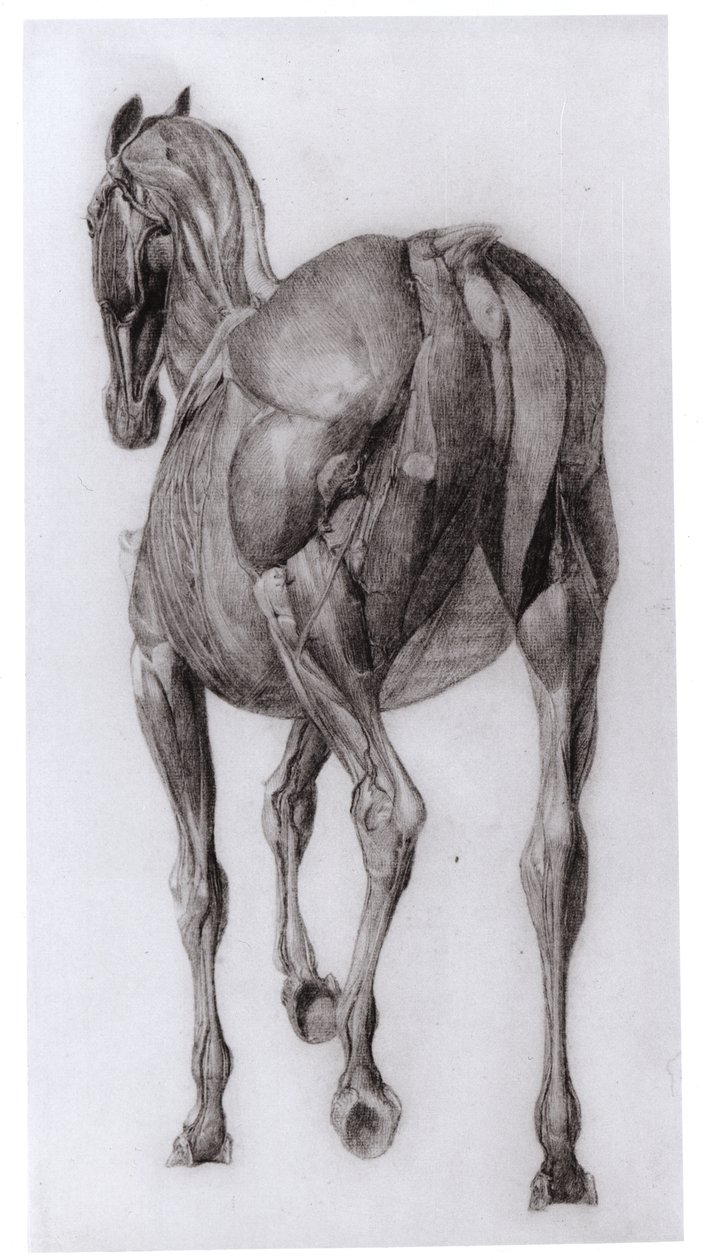 Vista Dorsal de la Estructura Muscular de un Caballo Progresivamente Diseccionado, estudio No. 7 de La Anatomía del Caballo, 1766 de George Stubbs