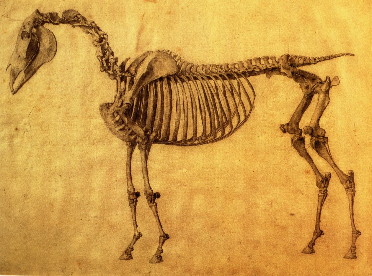 Estudio terminado para la primera tabla esquelética de un caballo, c. 1766 de George Stubbs
