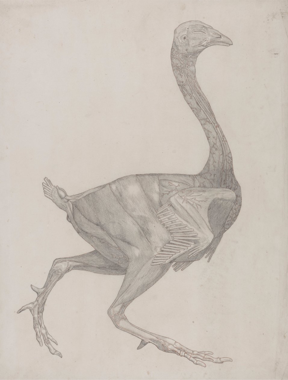 Cuerpo de ave, vista lateral (probablemente preparado para transferirlo a la plancha de grabado del cuadro XV) de George Stubbs