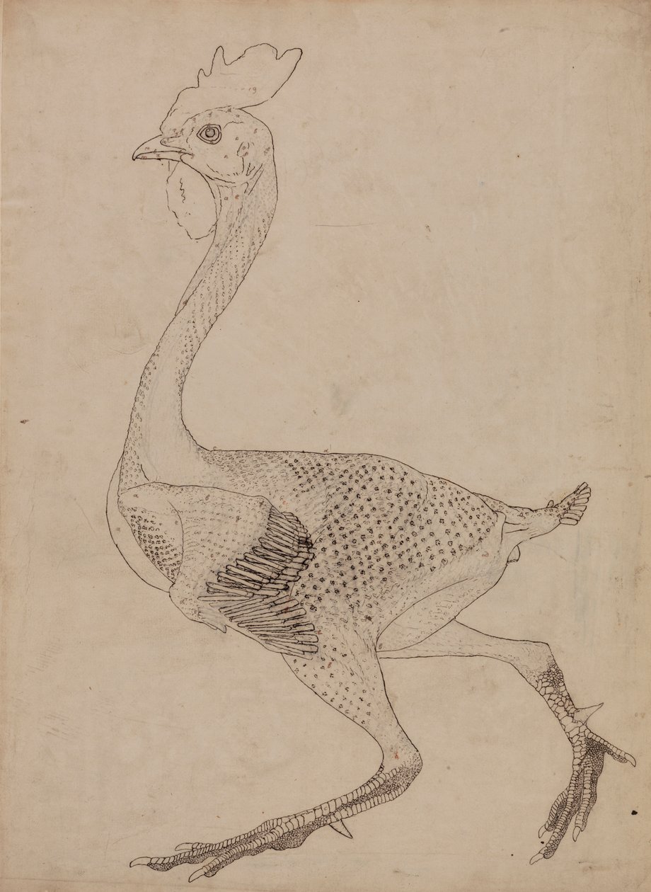 Cuerpo de ave, vista lateral (Estudio para el ratio de la Tabla X) de George Stubbs