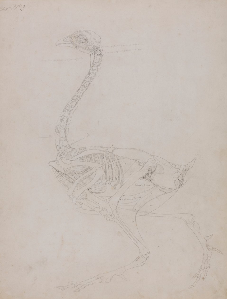 Cuerpo de ave, vista lateral de George Stubbs