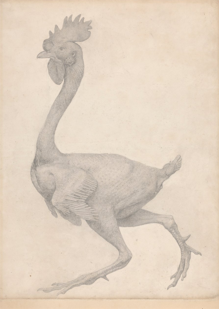 Aves, vista lateral con la mayoría de las plumas quitadas (Estudio terminado para la Tabla X) de George Stubbs