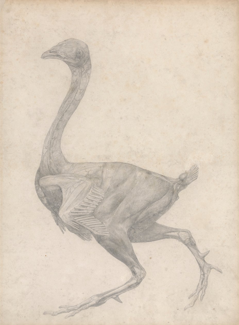 Aves, vista lateral, con la piel y las capas fasciales subyacentes retiradas (estudio terminado para el cuadro XV) de George Stubbs