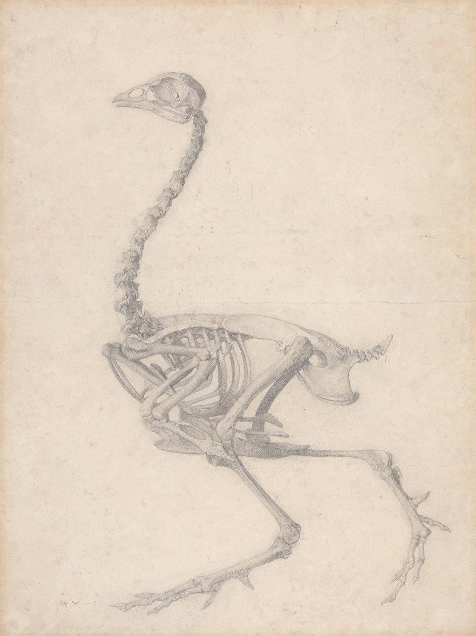 Esqueleto de ave, vista lateral (estudio terminado para el cuadro V) de George Stubbs