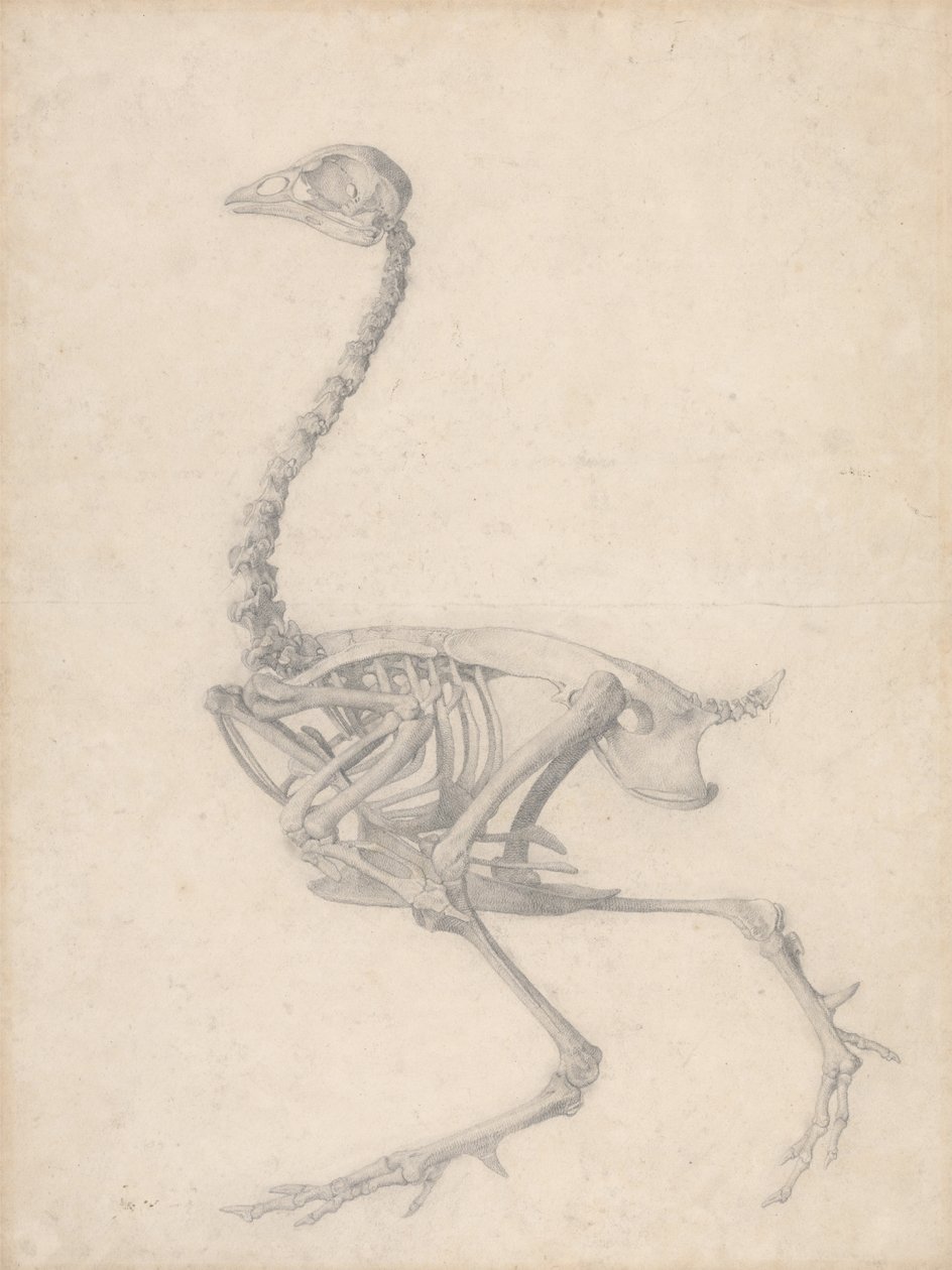 Esqueleto de ave, vista lateral (Estudio terminado para la Tabla V) de George Stubbs