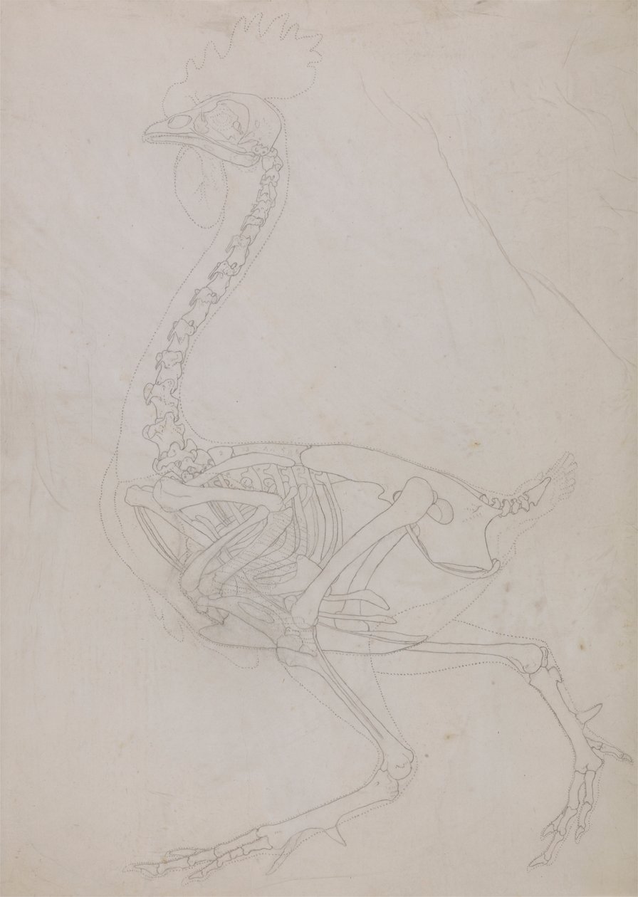 Esqueleto de ave, vista lateral (dibujo esquemático) de George Stubbs