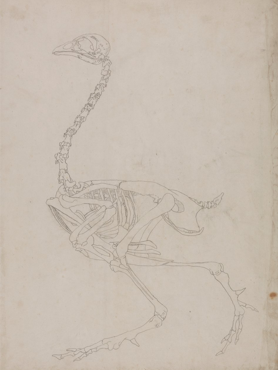 Esqueleto de ave, vista lateral (Dibujo esquemático del esqueleto) de George Stubbs