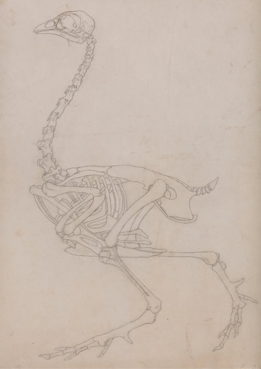 Esqueleto de ave, vista lateral (Esquema del esqueleto preparado para la figura clave de la Tabla V) de George Stubbs