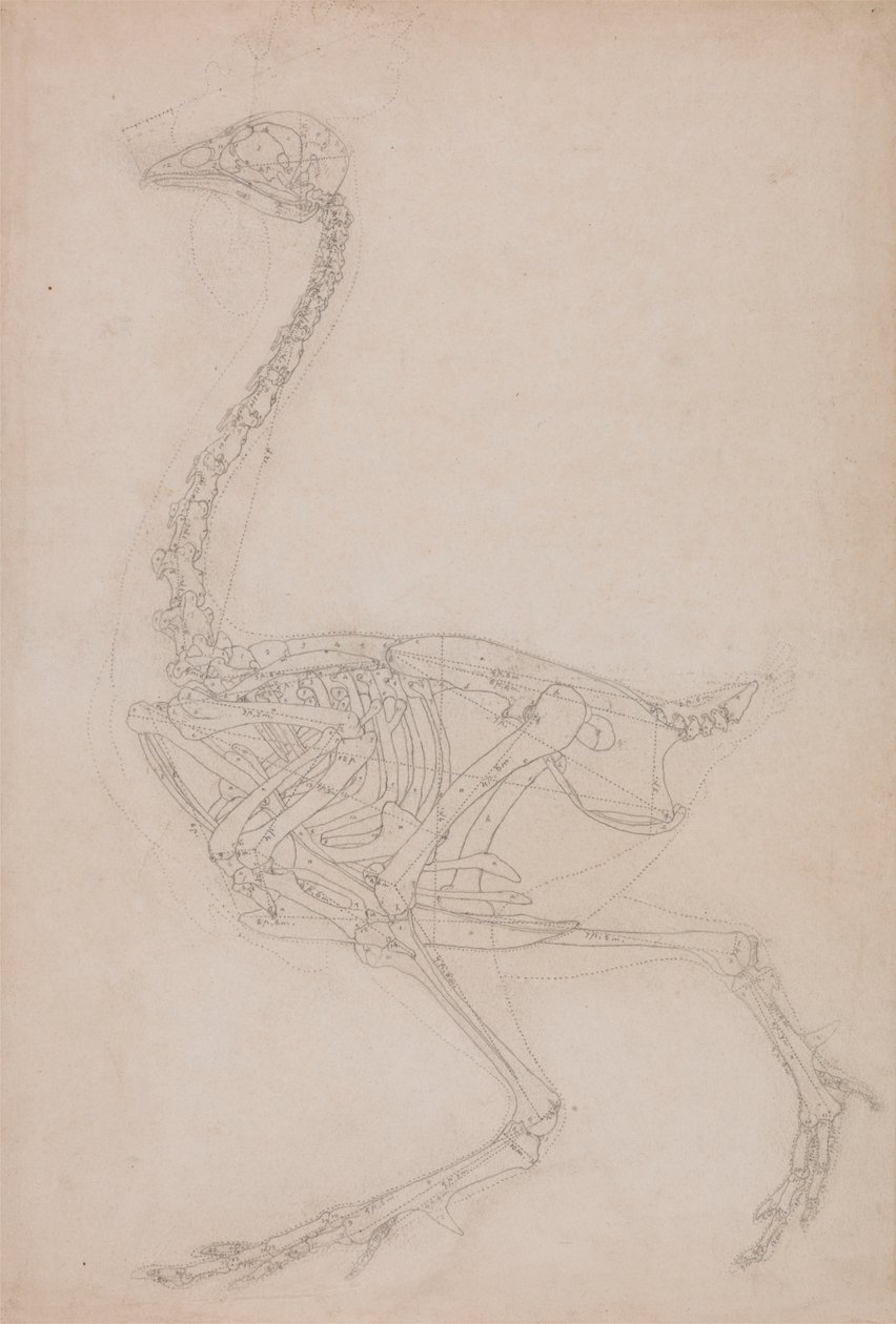Esqueleto de ave, vista lateral (Probablemente estudio básico de las proporciones del esqueleto de ave utilizado para otros dibujos) de George Stubbs