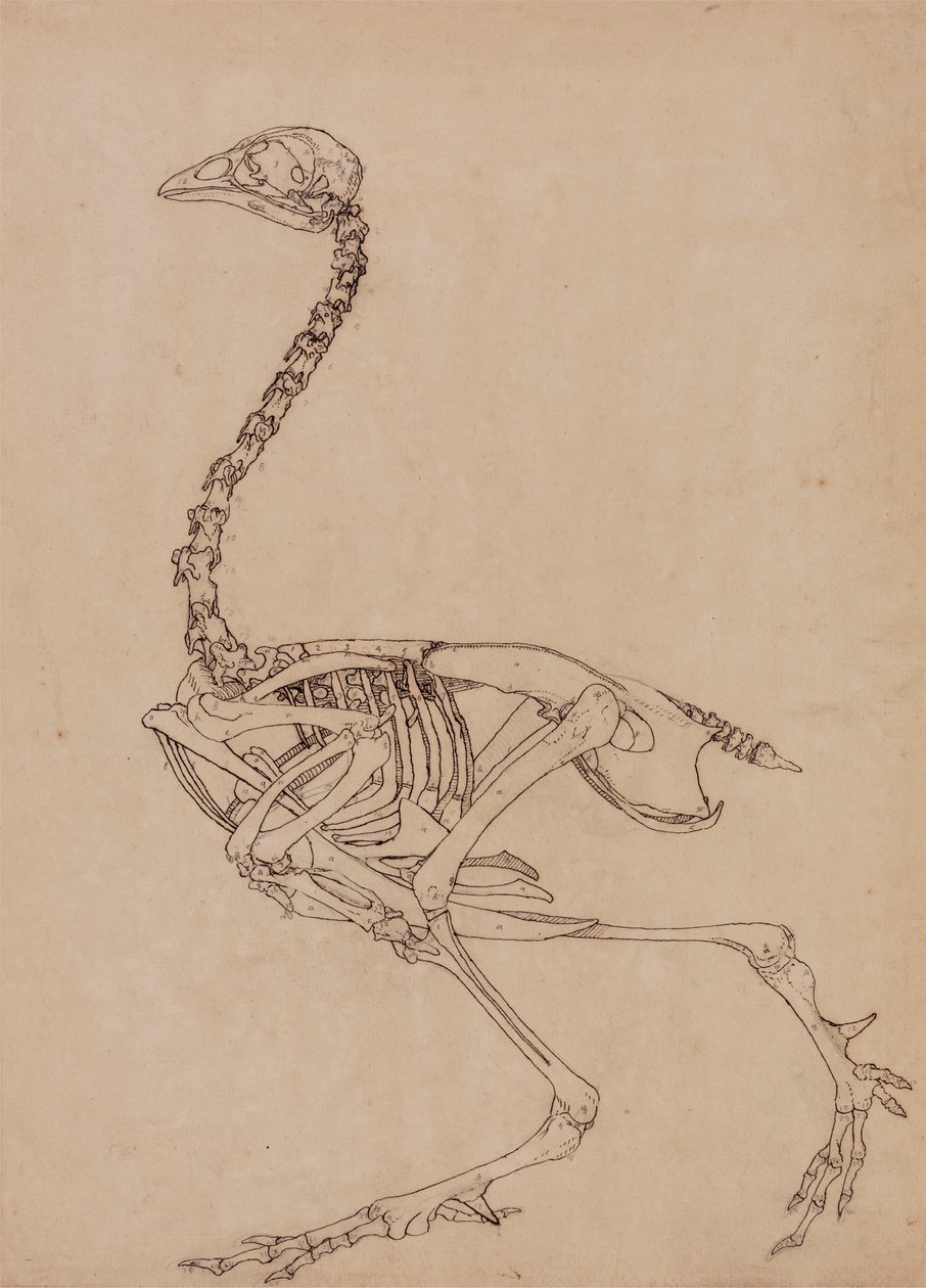 Esqueleto de ave, vista lateral (Estudio para la figura clave de la Tabla V) de George Stubbs