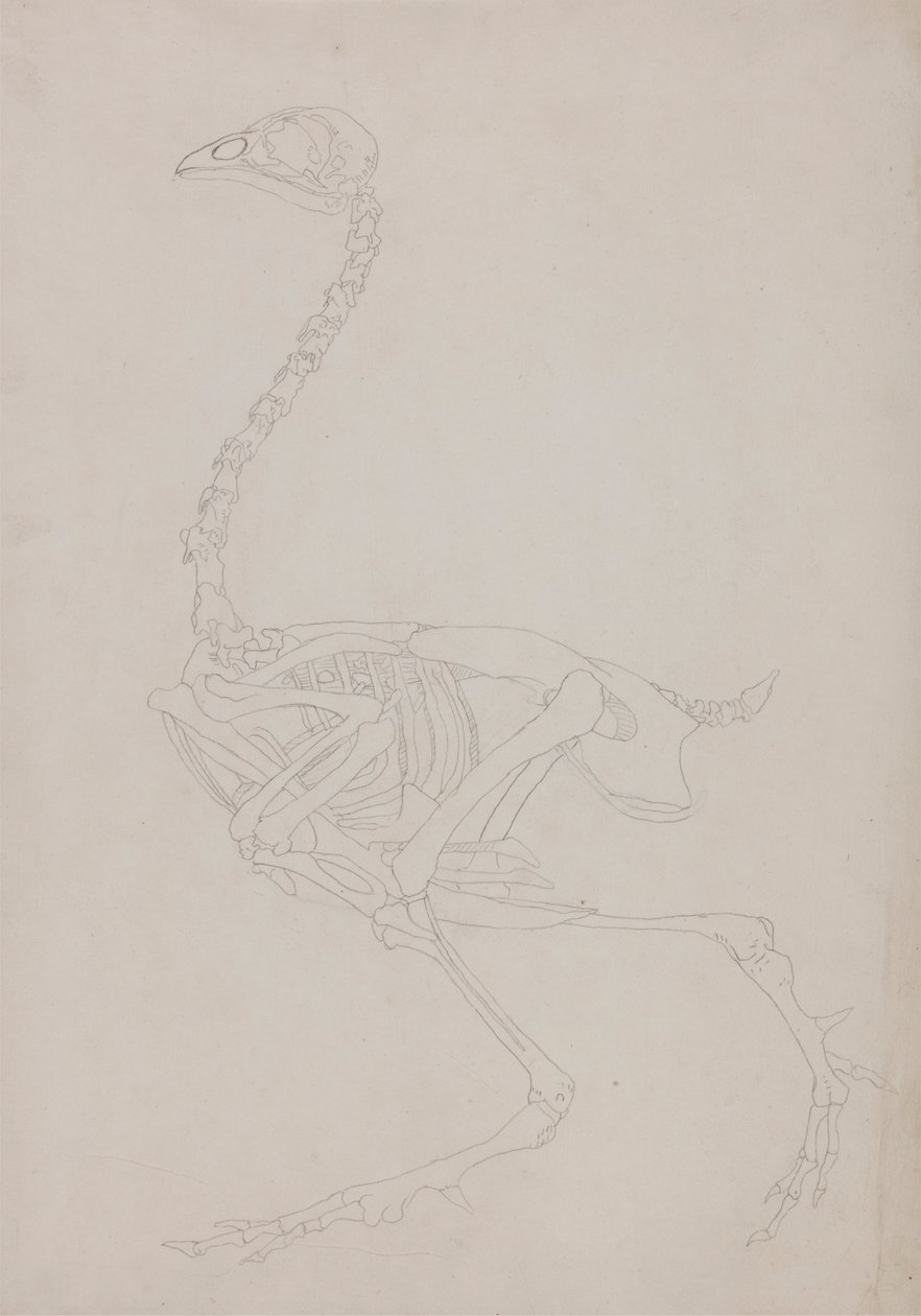 Esqueleto de ave, vista lateral de George Stubbs
