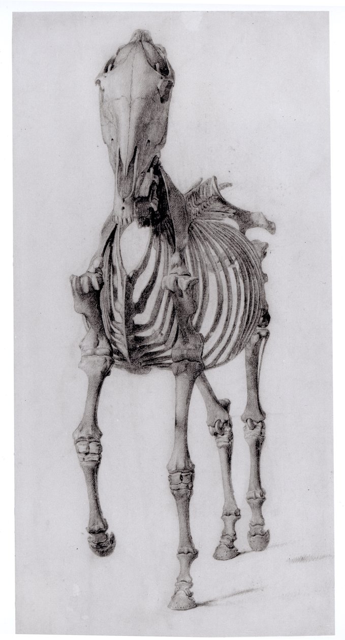 Vista Frontal del Esqueleto de un Caballo, estudio No. 10 de La Anatomía del Caballo, 1766 de George Stubbs
