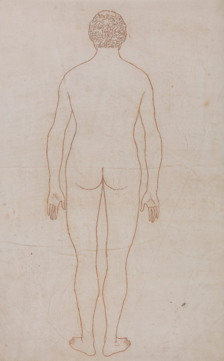 Cuerpo humano, vista posterior (esquema de la tabla VII) de George Stubbs