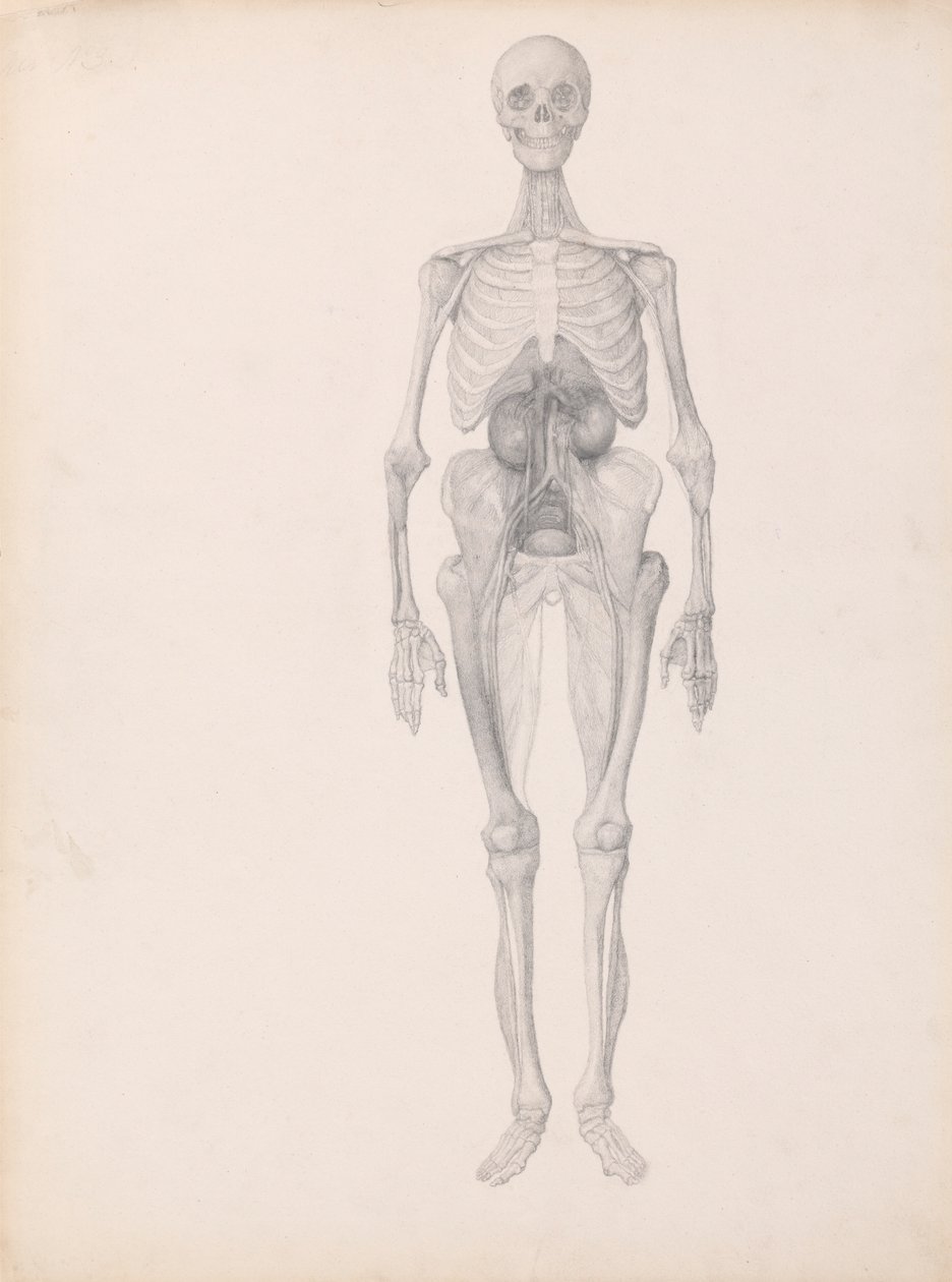 Figura humana, vista anterior (estudio acabado de la fase final de disección) de George Stubbs
