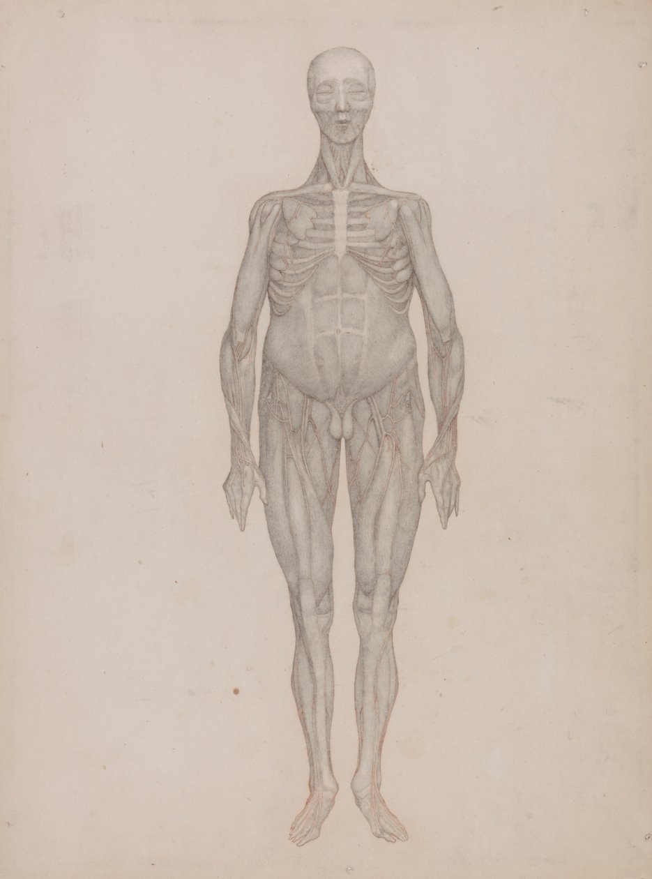 Figura humana, vista anterior (destinada a una lámina que nunca se publicó) de George Stubbs