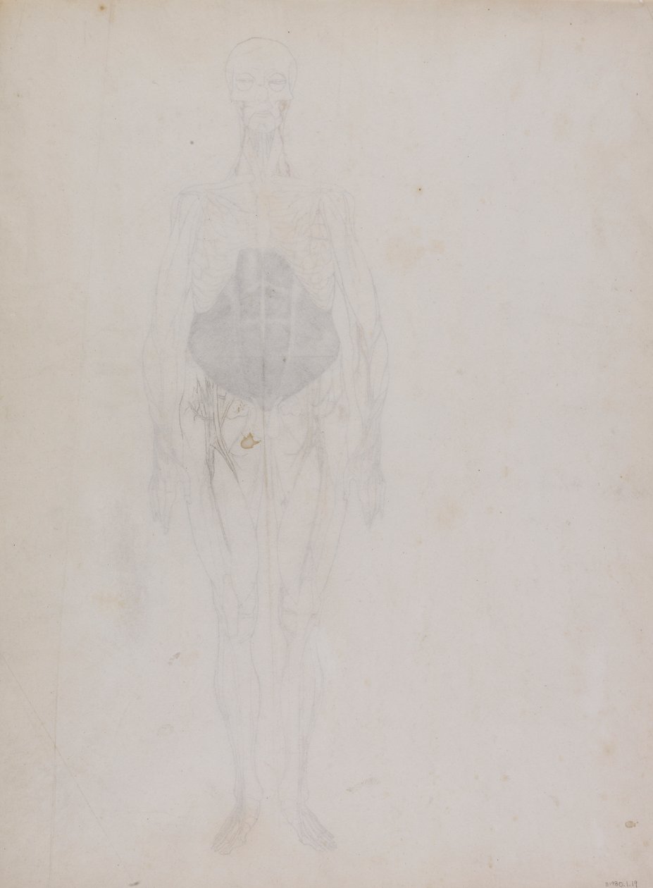 Figura humana, vista anterior (en gran parte en contorno) de George Stubbs