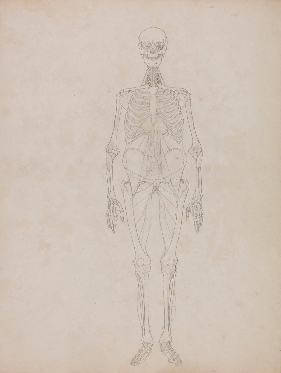 Figura humana, vista anterior (esquema) de George Stubbs