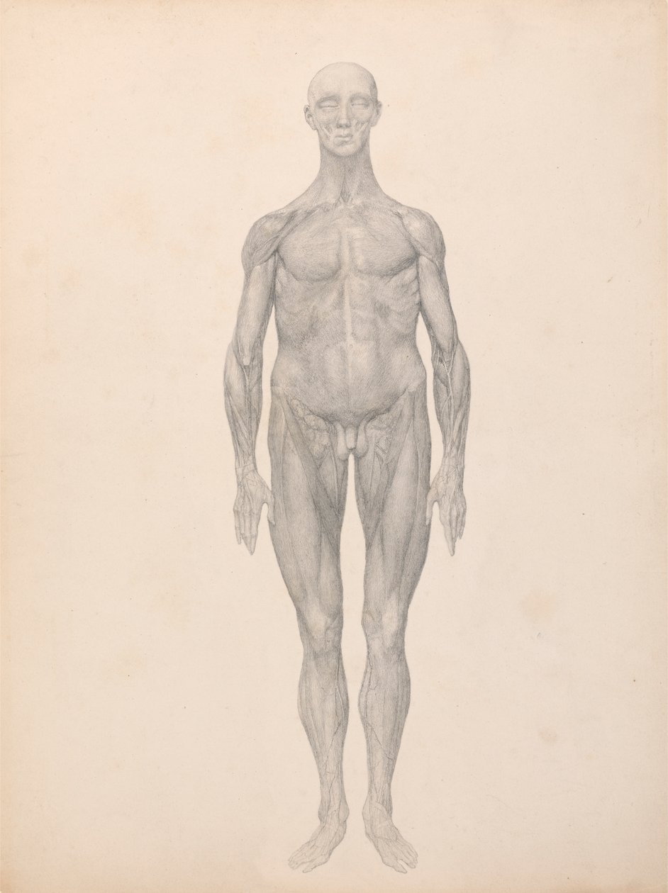 Figura humana, vista anterior, piel y capas fasciales subyacentes retiradas (estudio terminado para el cuadro XI) de George Stubbs
