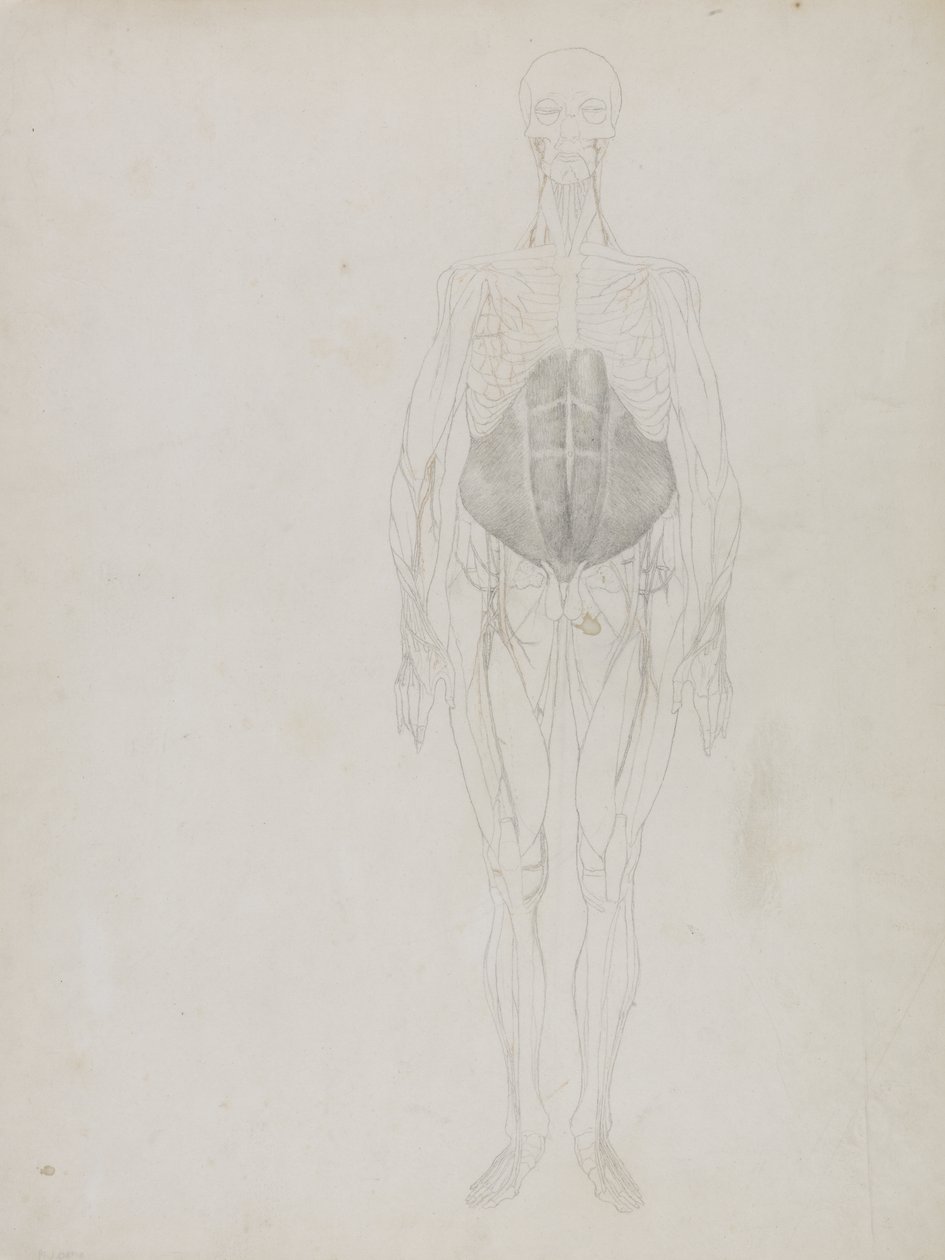 Figura humana, vista anterior, de 