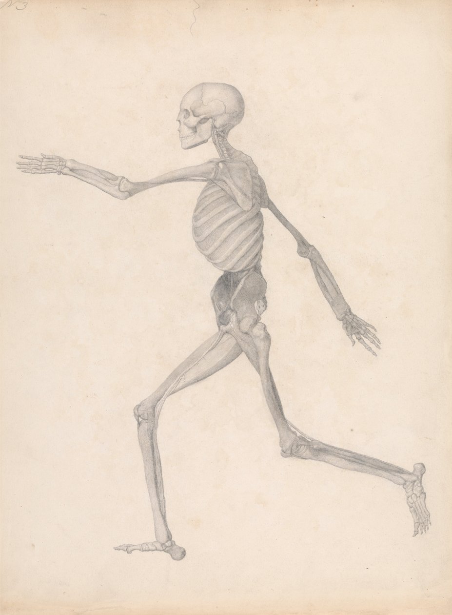 Figura humana, vista lateral (estudio terminado para un cuadro inédito, que representa la última etapa de la disección) de George Stubbs