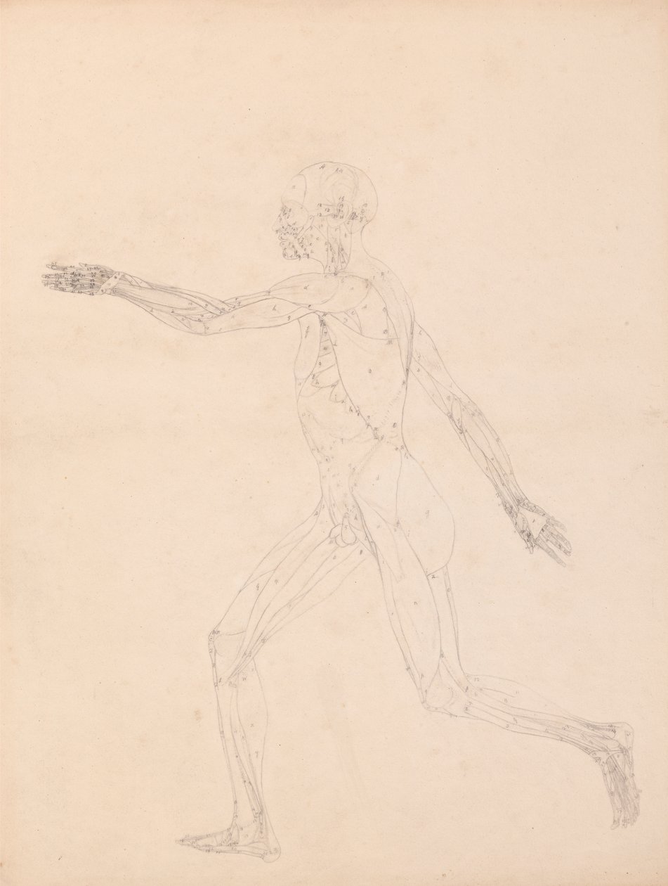 Figura humana, vista lateral (Para la figura clave de la Tabla XIII) de George Stubbs