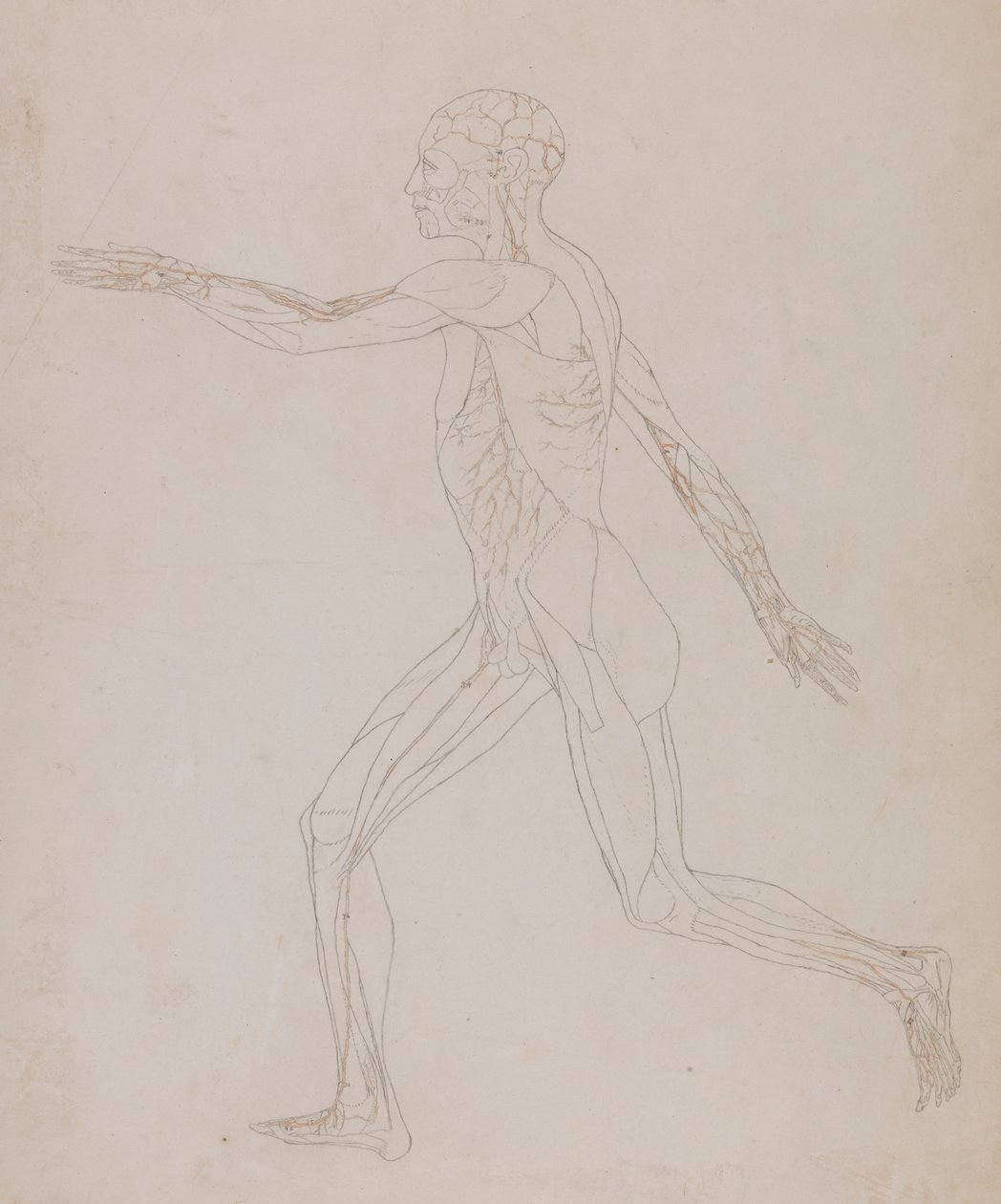 Figura humana, vista lateral (En relación con el cuadro XIII, estudio detallado de los vasos sanguíneos que irrigan los músculos) de George Stubbs