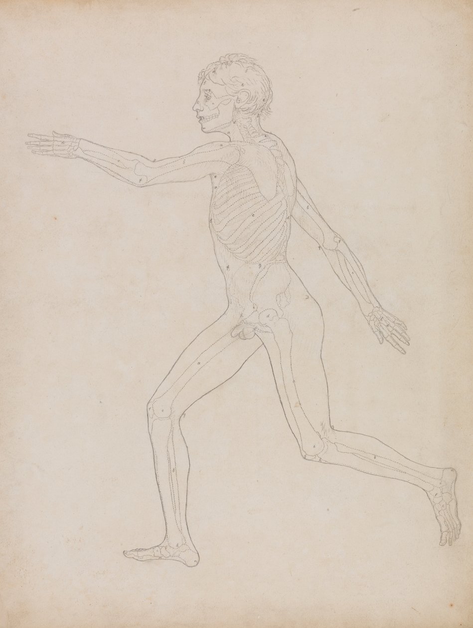 Figura humana, vista lateral de George Stubbs