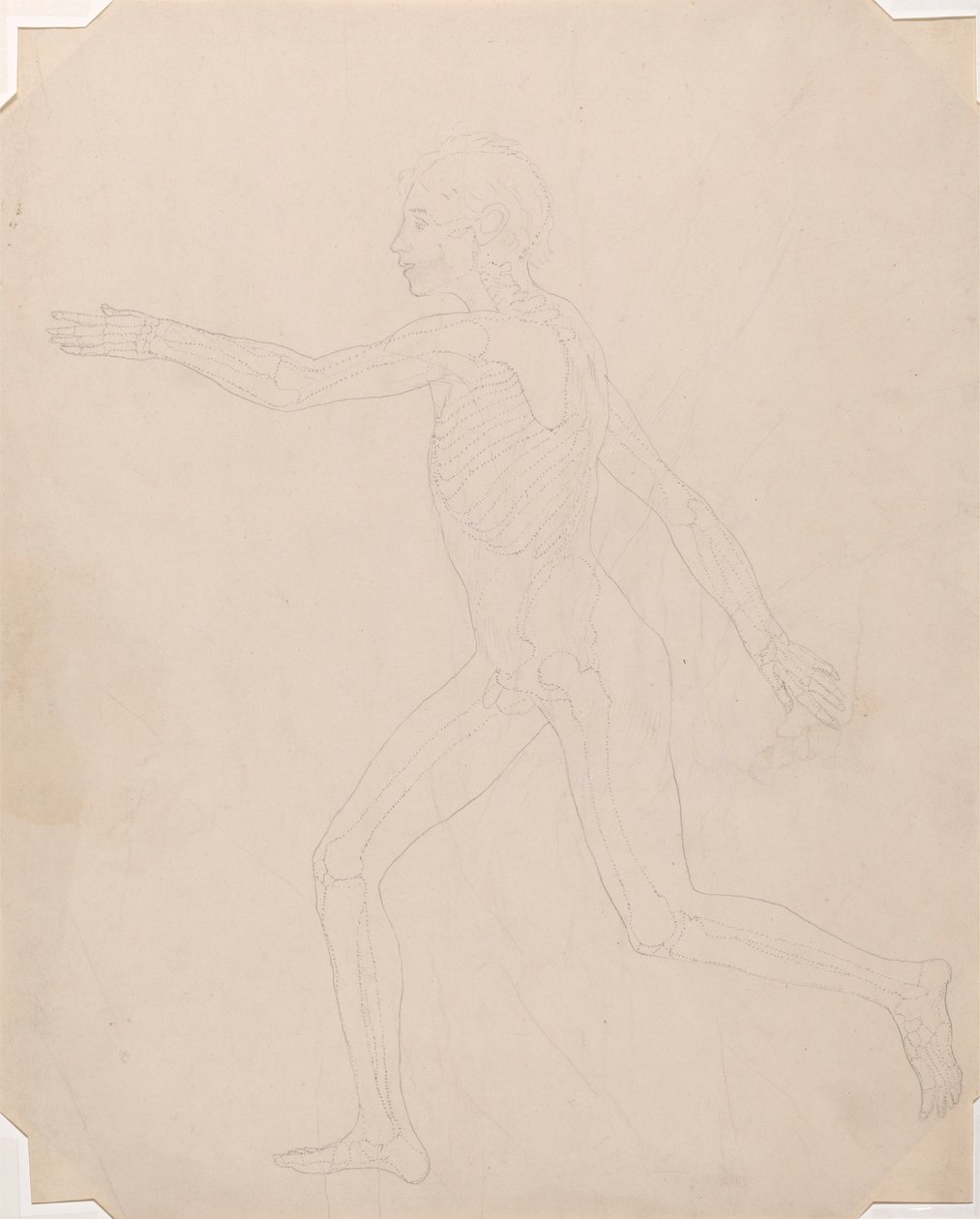 Figura humana, vista lateral de George Stubbs