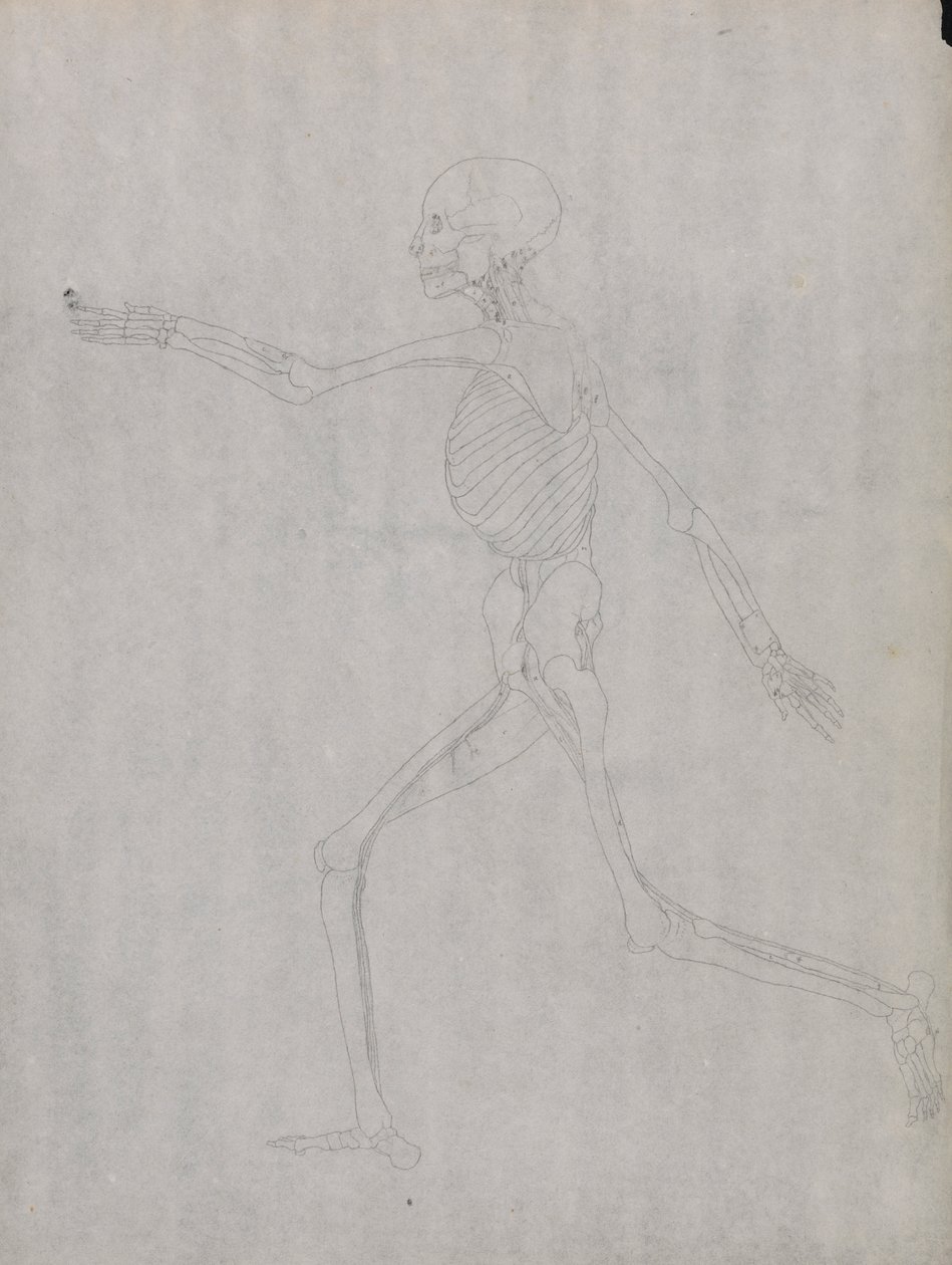Figura humana, vista lateral de George Stubbs