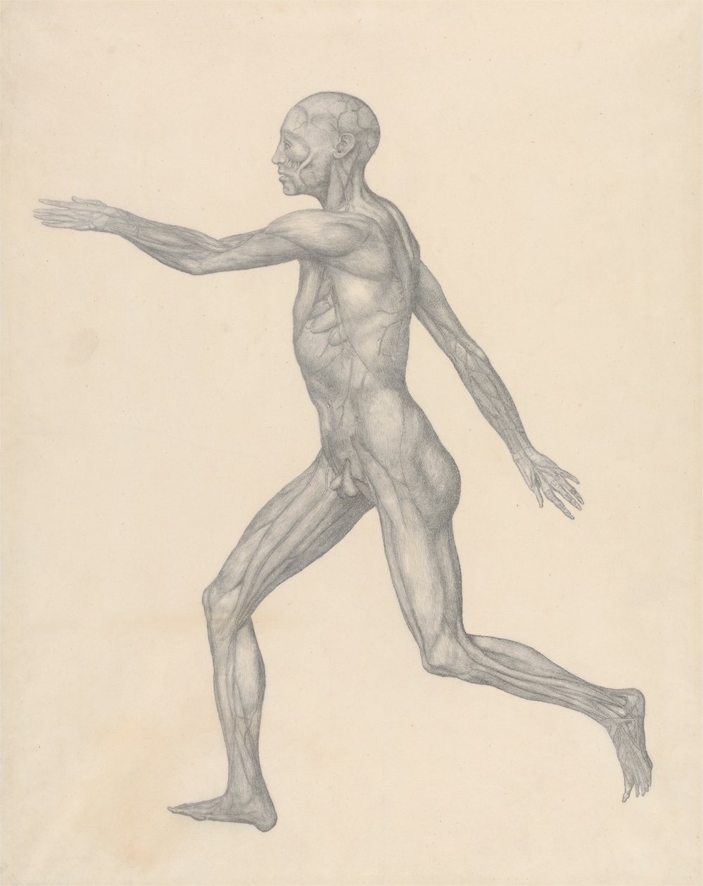 Figura humana, vista lateral, tras la extirpación de la piel y las capas fasciales subyacentes (estudio terminado para el cuadro XIII) de George Stubbs