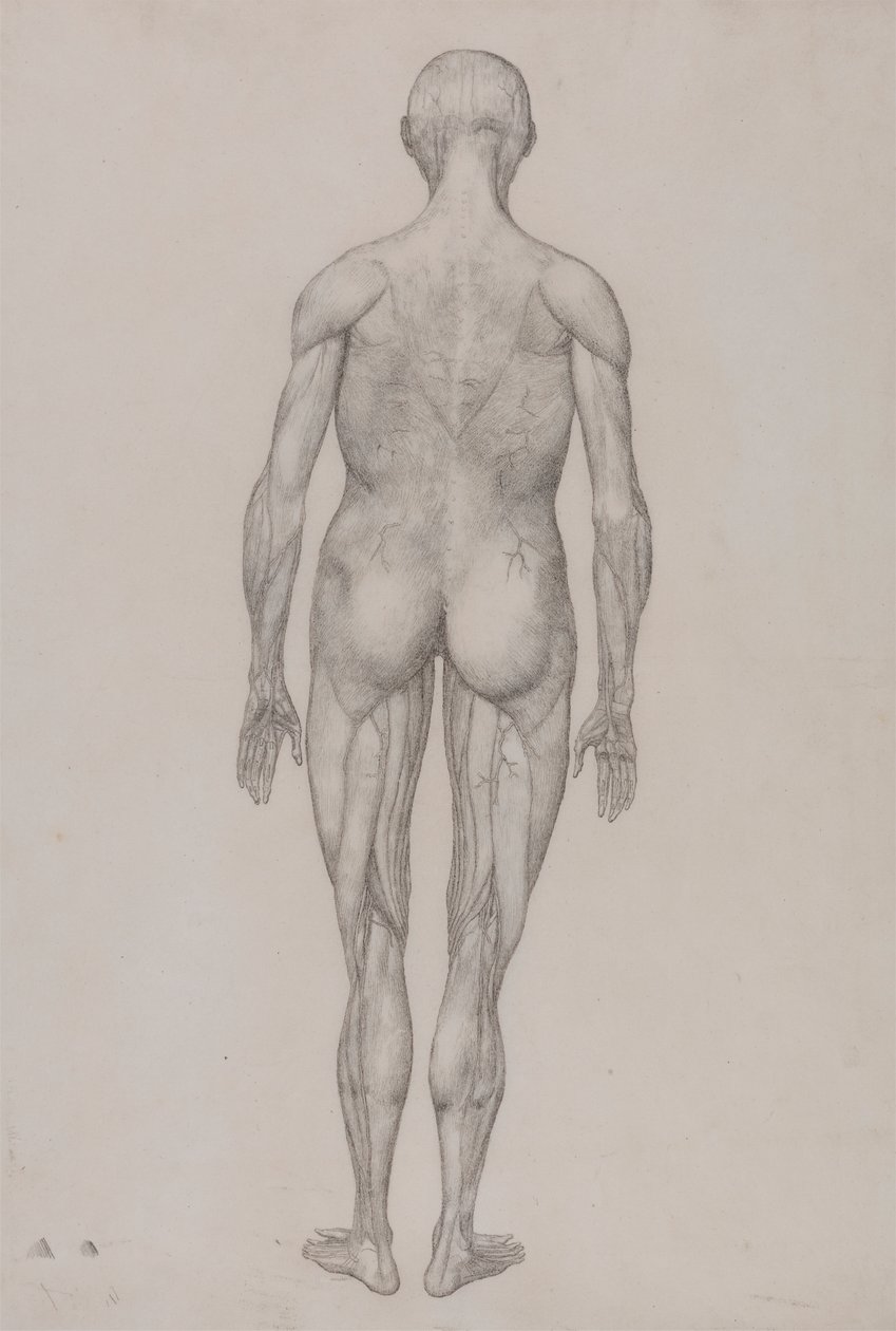 Figura humana, vista posterior (casi idéntico al dibujo acabado para el cuadro XII) de George Stubbs