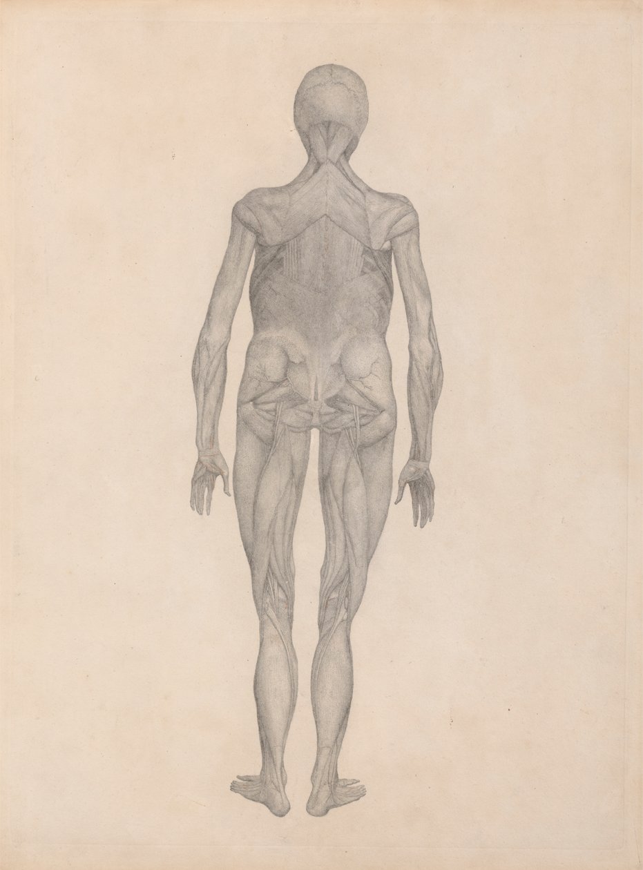 Figura humana, vista posterior (estudio terminado para una plancha inédita) de George Stubbs