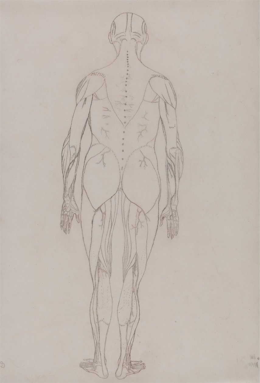 Figura humana, vista posterior (Esquema de la figura clave de la Tabla XII) de George Stubbs