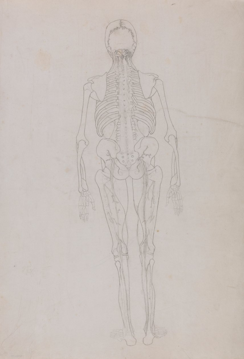 Figura humana, vista posterior (Esquema de una figura clave que muestra la fase final de la disección) de George Stubbs