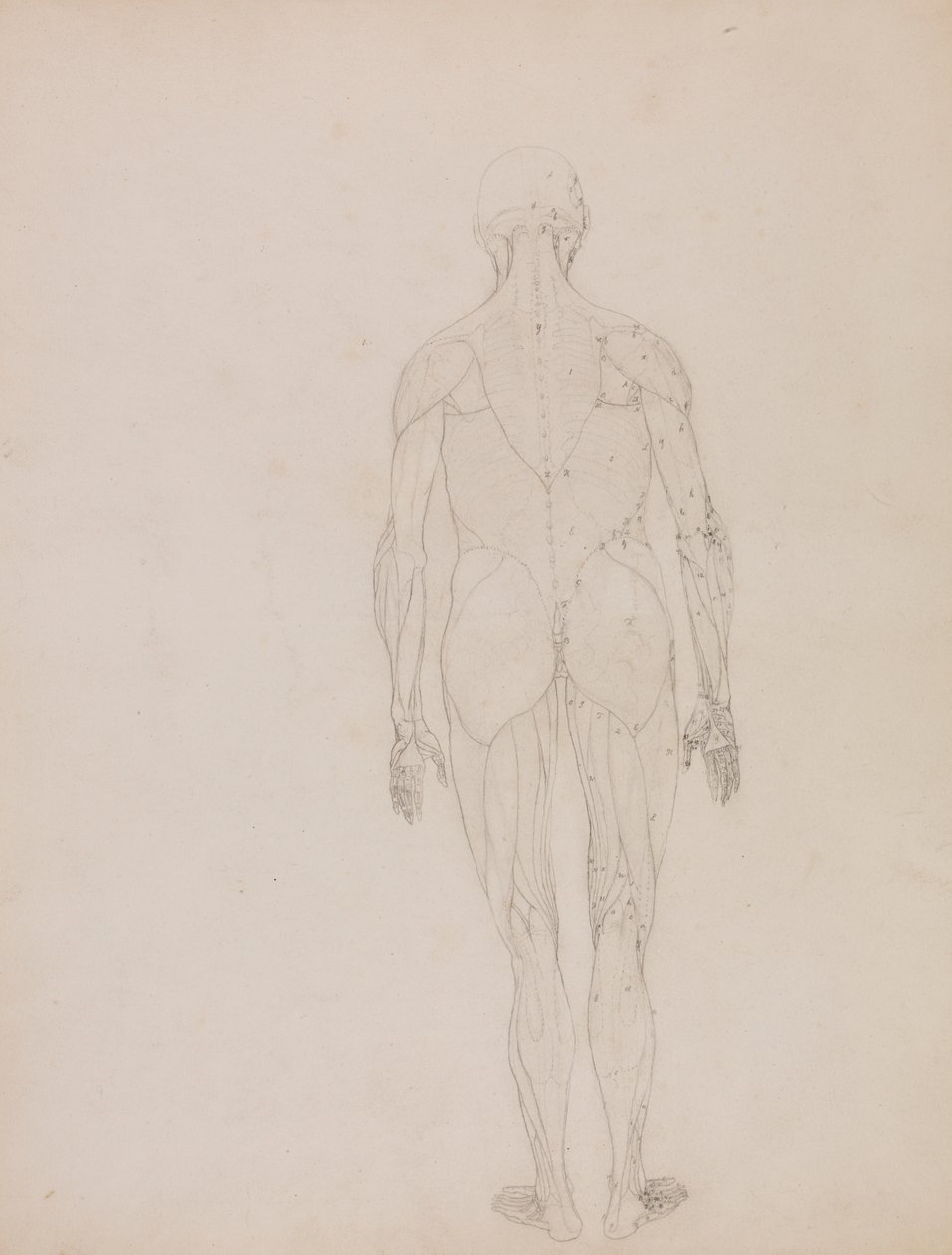Figura humana, vista posterior (Esquema de la figura clave de la Tabla XII) de George Stubbs