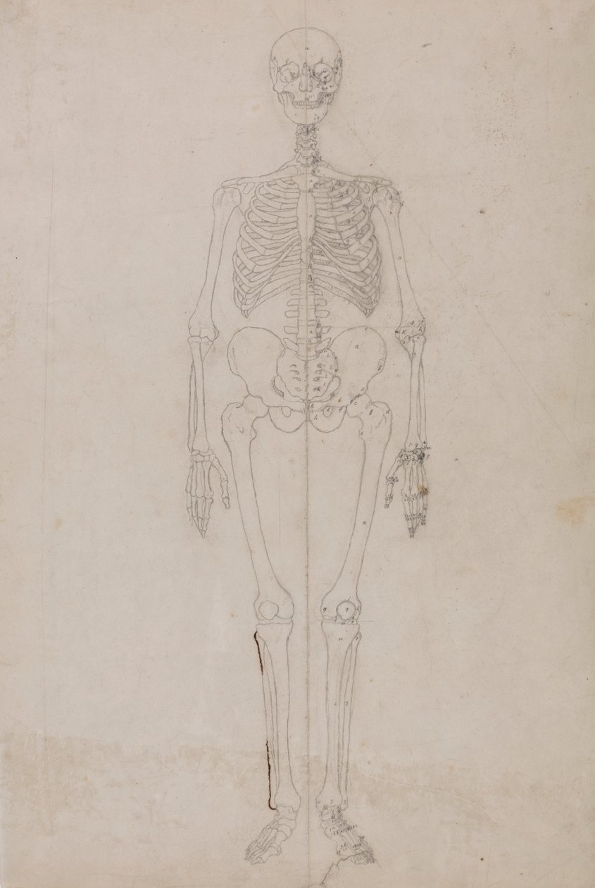 Esqueleto humano, vista anterior (Estudio final) de George Stubbs
