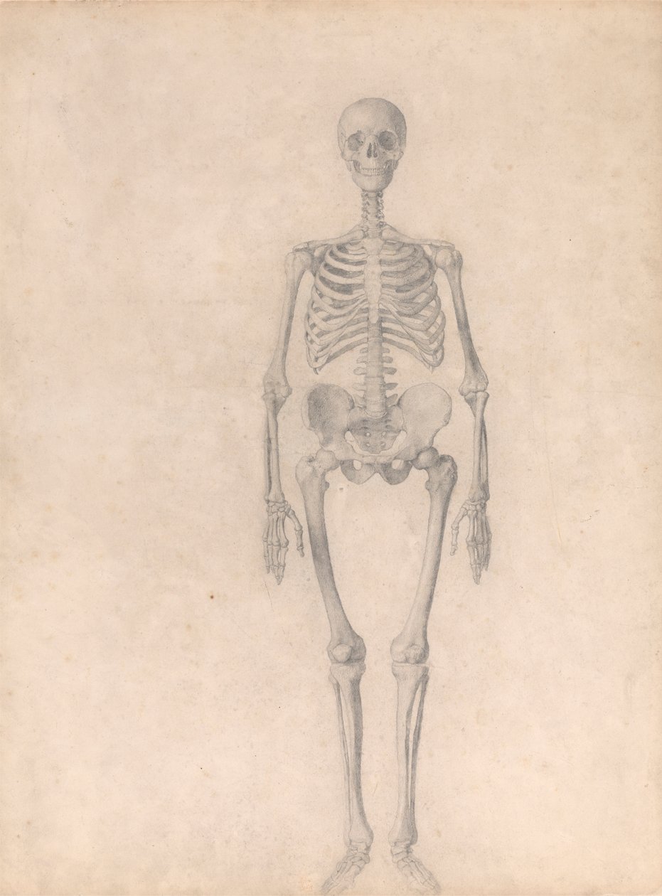 Esqueleto humano, vista anterior (estudio terminado para la tabla I) de George Stubbs