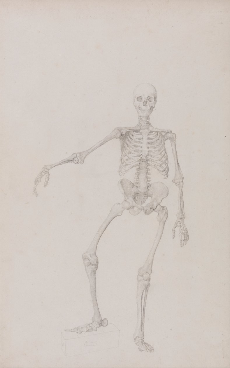 Esqueleto humano, vista anterior (brazo derecho extendido; estudio terminado para cuadro inédito) de George Stubbs