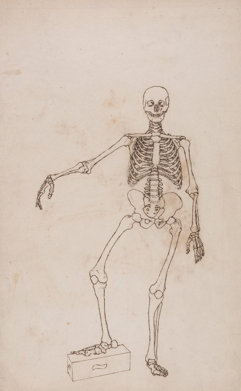Esqueleto humano, vista anterior de George Stubbs