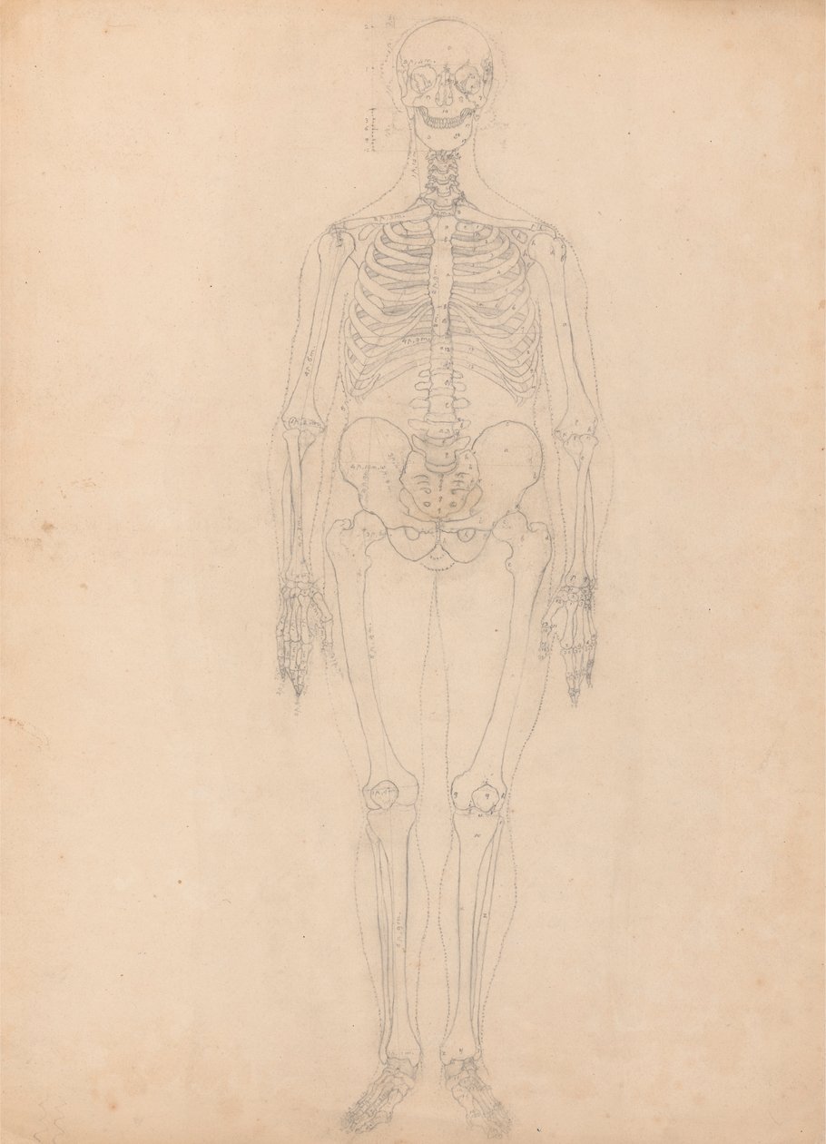 Esqueleto humano, vista anterior de George Stubbs