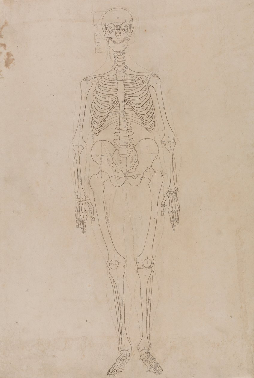 Esqueleto humano, vista anterior de George Stubbs