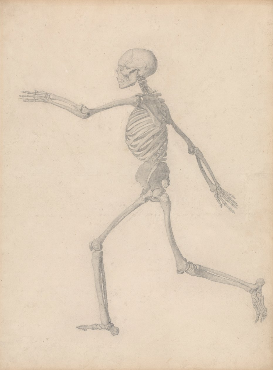 Esqueleto humano, vista lateral (cercano al estudio final para la Tabla III pero difiere en los detalles) de George Stubbs