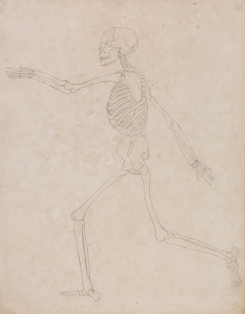 Esqueleto humano, vista lateral (Puede haber sido preparado inicialmente para ser utilizado como figura clave de la Tabla III, pero posteriormente fue abandonado). de George Stubbs