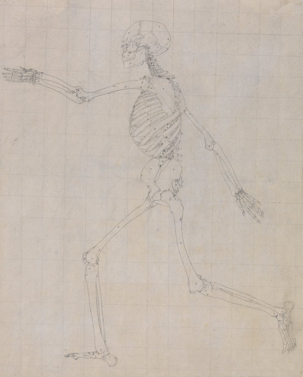 Esqueleto humano, vista lateral (Esquema del esqueleto para la figura clave de la Tabla III) de George Stubbs